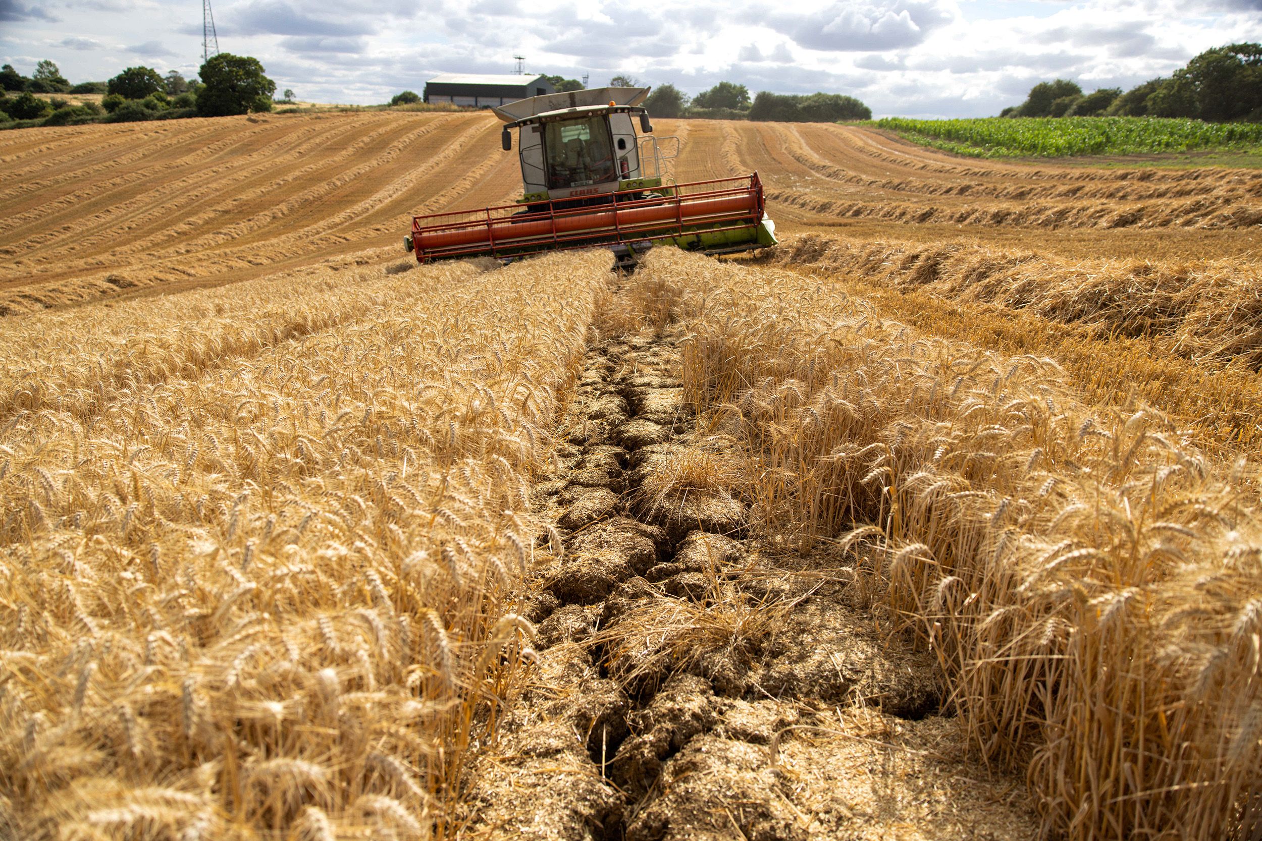 У межах «Grain from Ukraine» було експортовано понад 200 тисяч тонн продовольства