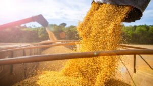 Україна планує створити зернові хаби в Африці для зміцнення продовольчої безпеки